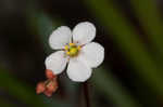 Pink sundew